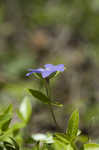 Common periwinkle